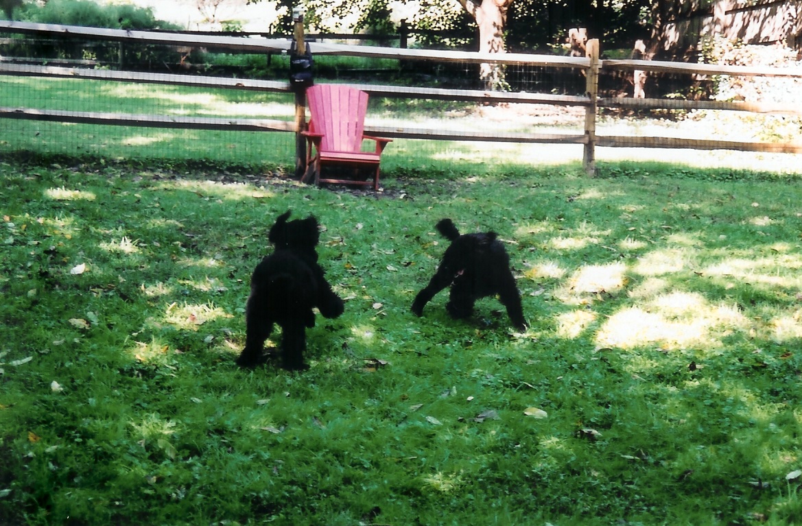 Puppies2scan0007.jpg