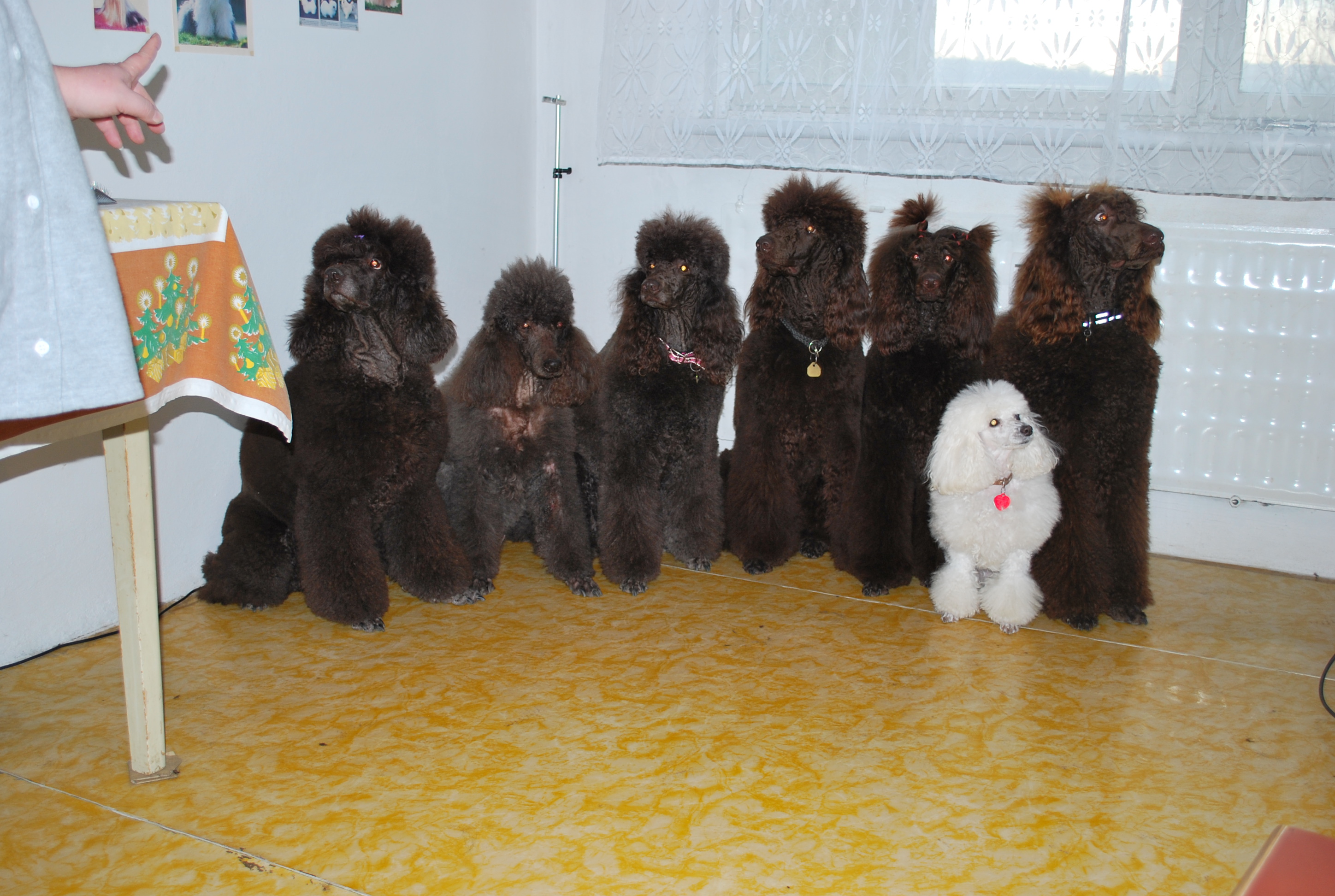 czechbrownfamily.JPG